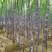 热销《黑皮甘蔗基地》质保13～16cm节度一条。