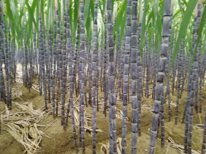 热销《黑皮甘蔗基地》质保13～16cm节度一条。