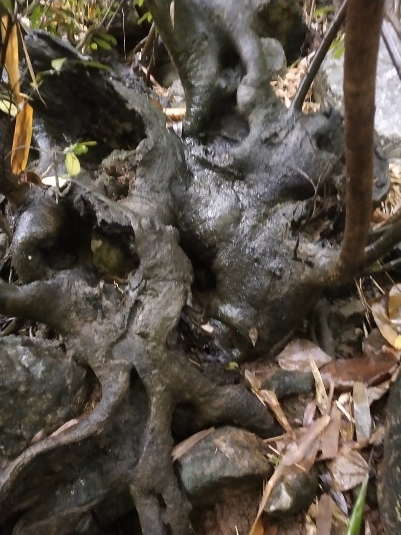 现有大量小叶蚊母树盆景素材出售