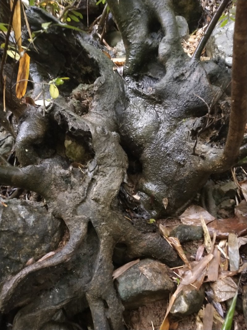 现有大量小叶蚊母树盆景素材出售