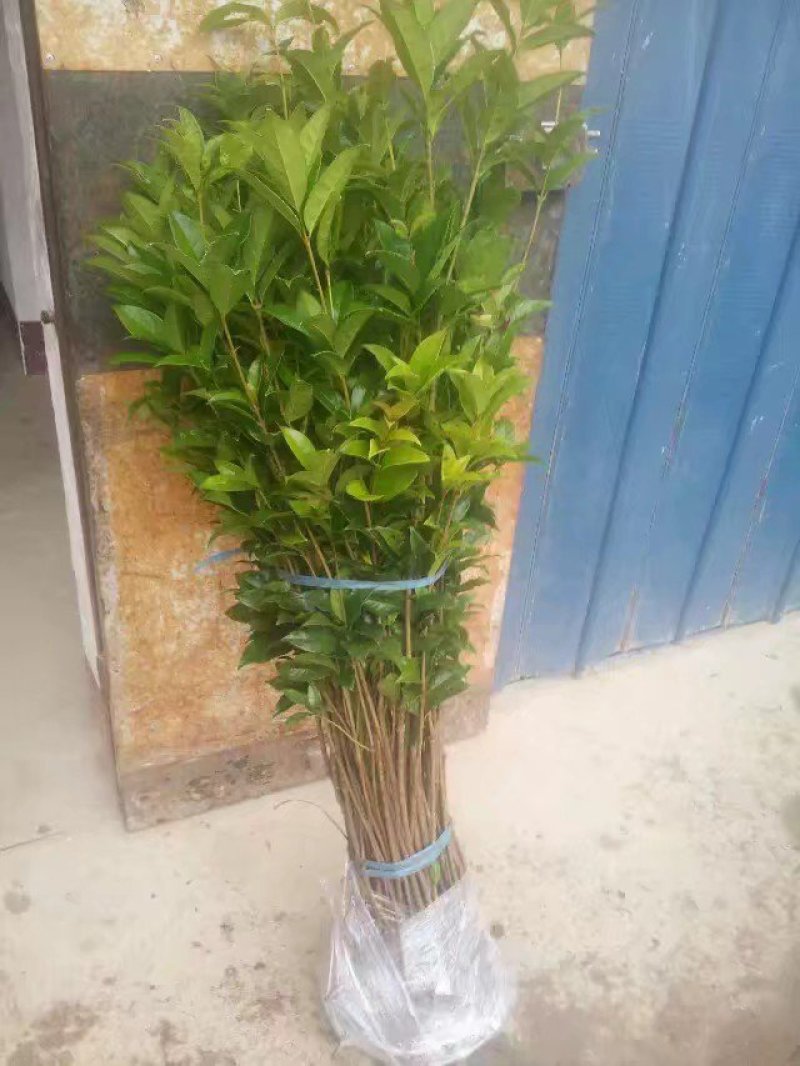 八月桂花树苗桂花苗大树苗黄金桂花树苗红花丹桂树苗