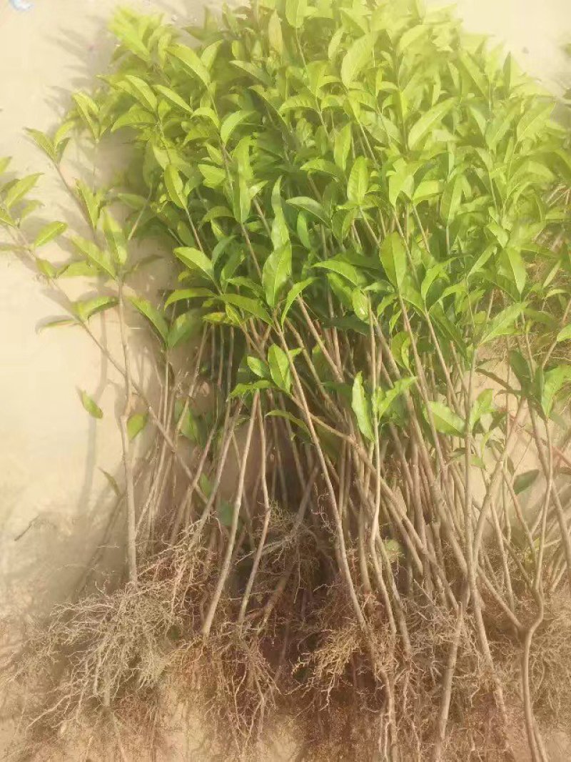 八月桂花树苗桂花苗大树苗黄金桂花树苗红花丹桂树苗