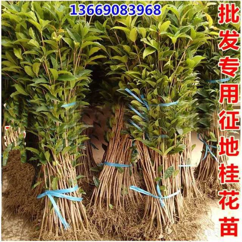 八月桂花树苗桂花苗大树苗黄金桂花树苗红花丹桂树苗