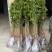 八月桂花树苗桂花苗大树苗黄金桂花树苗红花丹桂树苗
