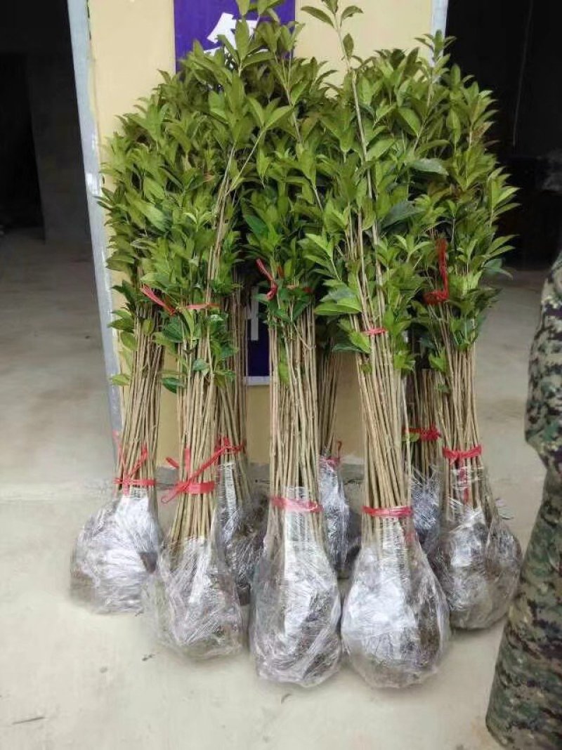 八月桂花树苗桂花苗大树苗黄金桂花树苗红花丹桂树苗