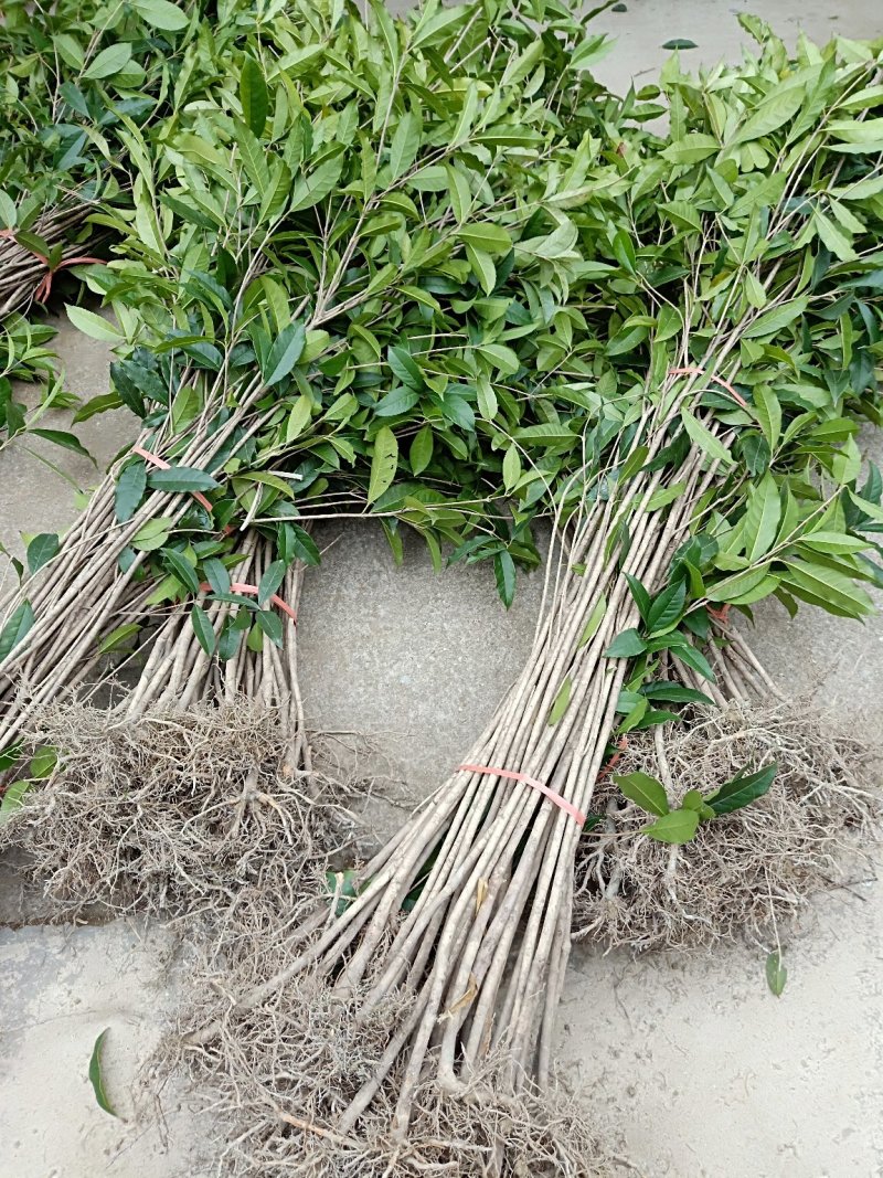八月桂花树苗桂花苗大树苗黄金桂花树苗红花丹桂树苗