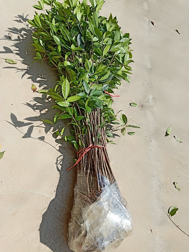 八月桂花树苗桂花苗大树苗黄金桂花树苗红花丹桂树苗