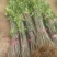 八月桂花树苗桂花苗大树苗黄金桂花树苗红花丹桂树苗