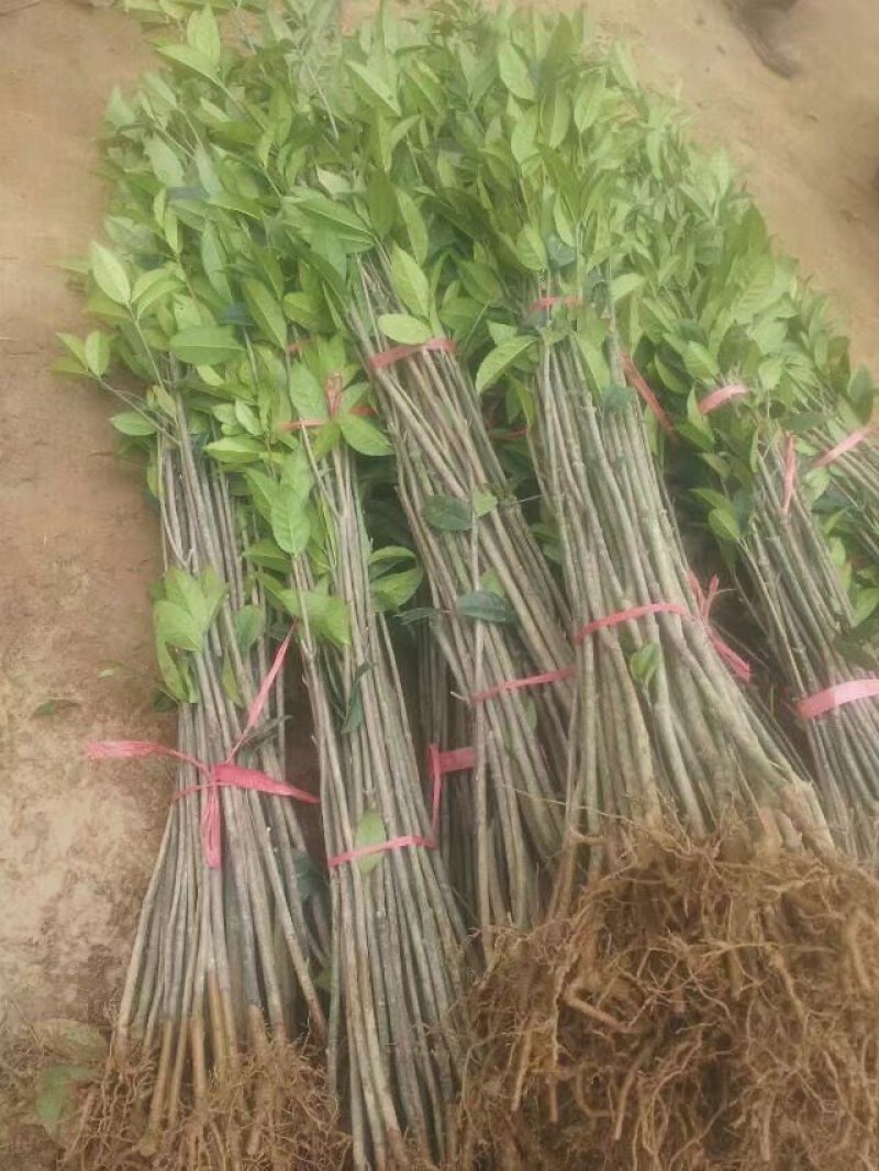 八月桂花树苗桂花苗大树苗黄金桂花树苗红花丹桂树苗