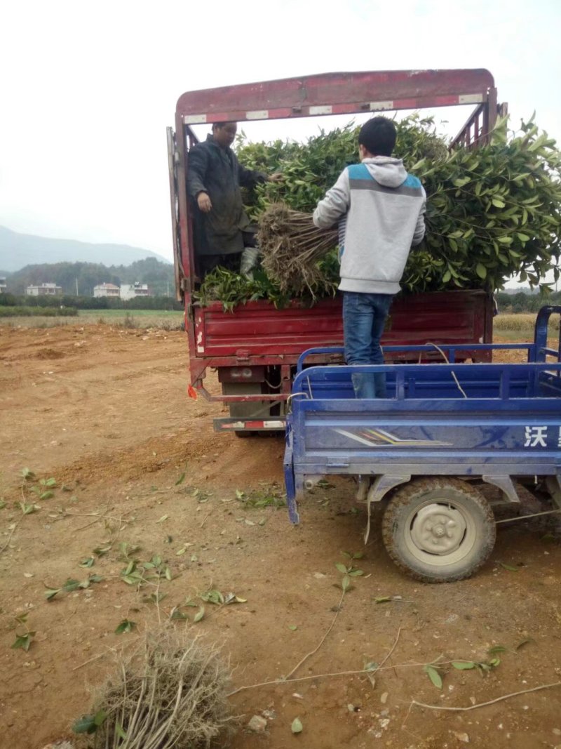 八月桂花树苗桂花苗大树苗黄金桂花树苗红花丹桂树苗