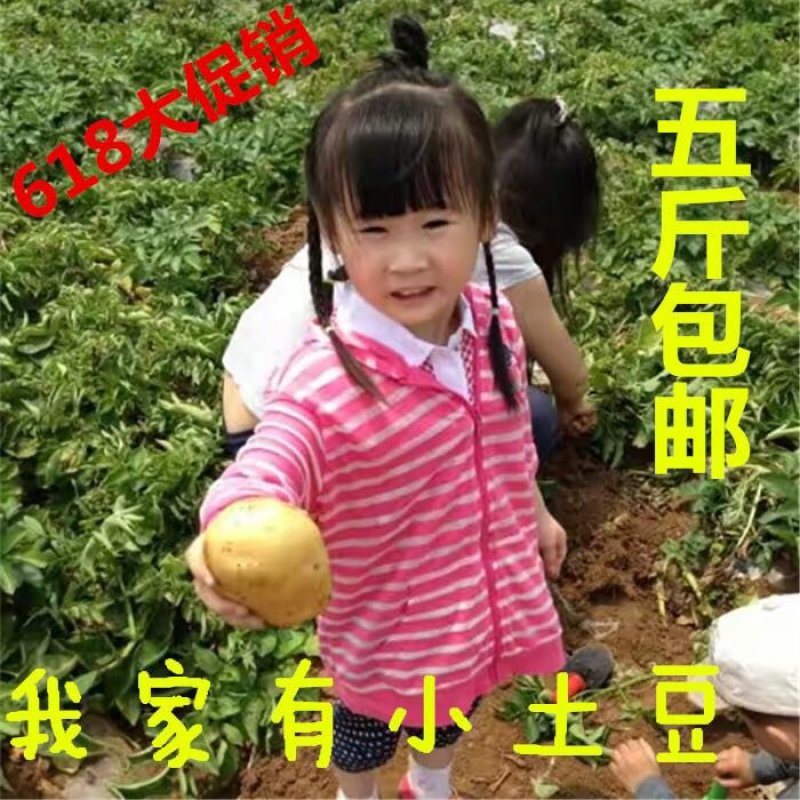 高山小土豆