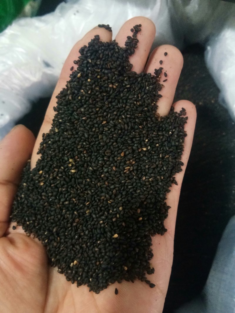 黑芝麻熟野生小粒黑芝麻皮薄肉厚口感更香！