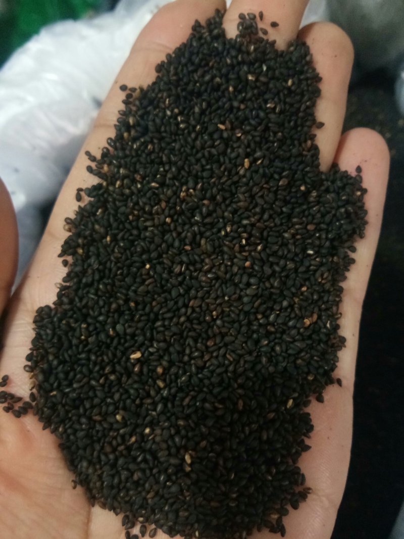 黑芝麻熟野生小粒黑芝麻皮薄肉厚口感更香！