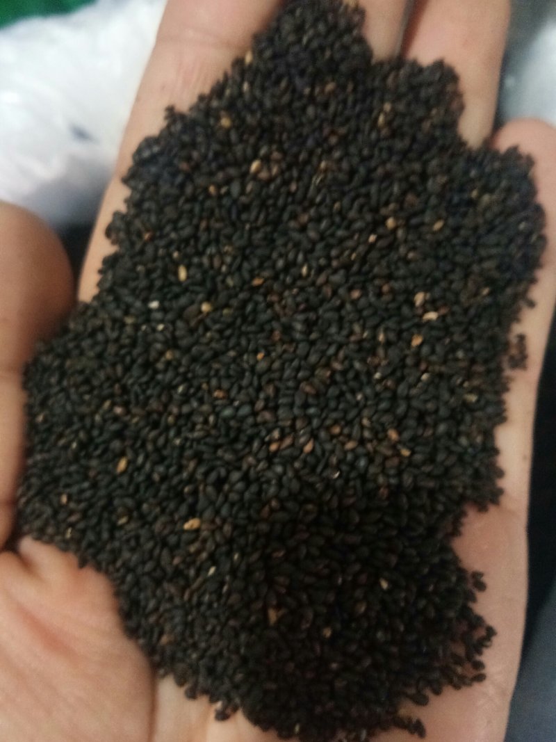 黑芝麻熟野生小粒黑芝麻皮薄肉厚口感更香！