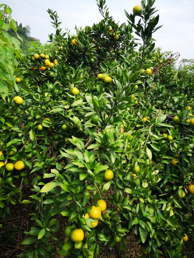 特早蜜橘