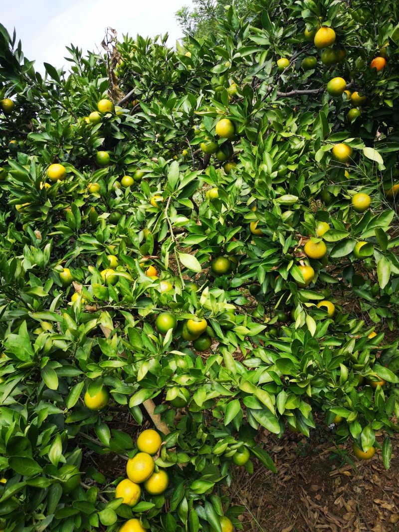 特早蜜橘