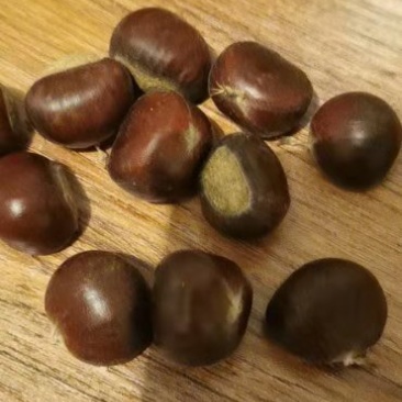 油栗炒栗种优质板栗