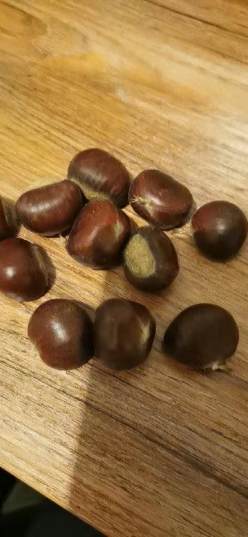 油栗炒栗种优质板栗