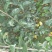 云南苹果苗红蜜苹果苗红露苹果苗华硕苹果苗基地供应