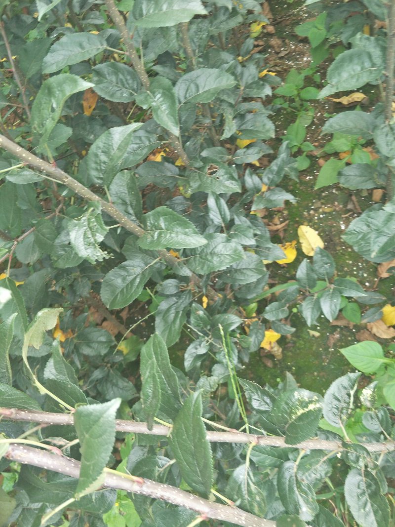 云南苹果苗红蜜苹果苗红露苹果苗华硕苹果苗基地供应