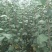 云南苹果苗红蜜苹果苗红露苹果苗华硕苹果苗基地供应