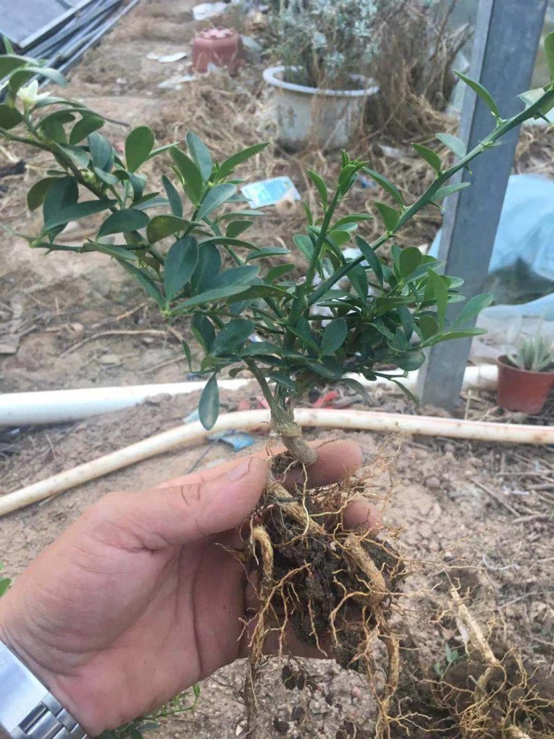 金豆熟桩一年两年三年，，，，，，，，，，，，，，，，，，