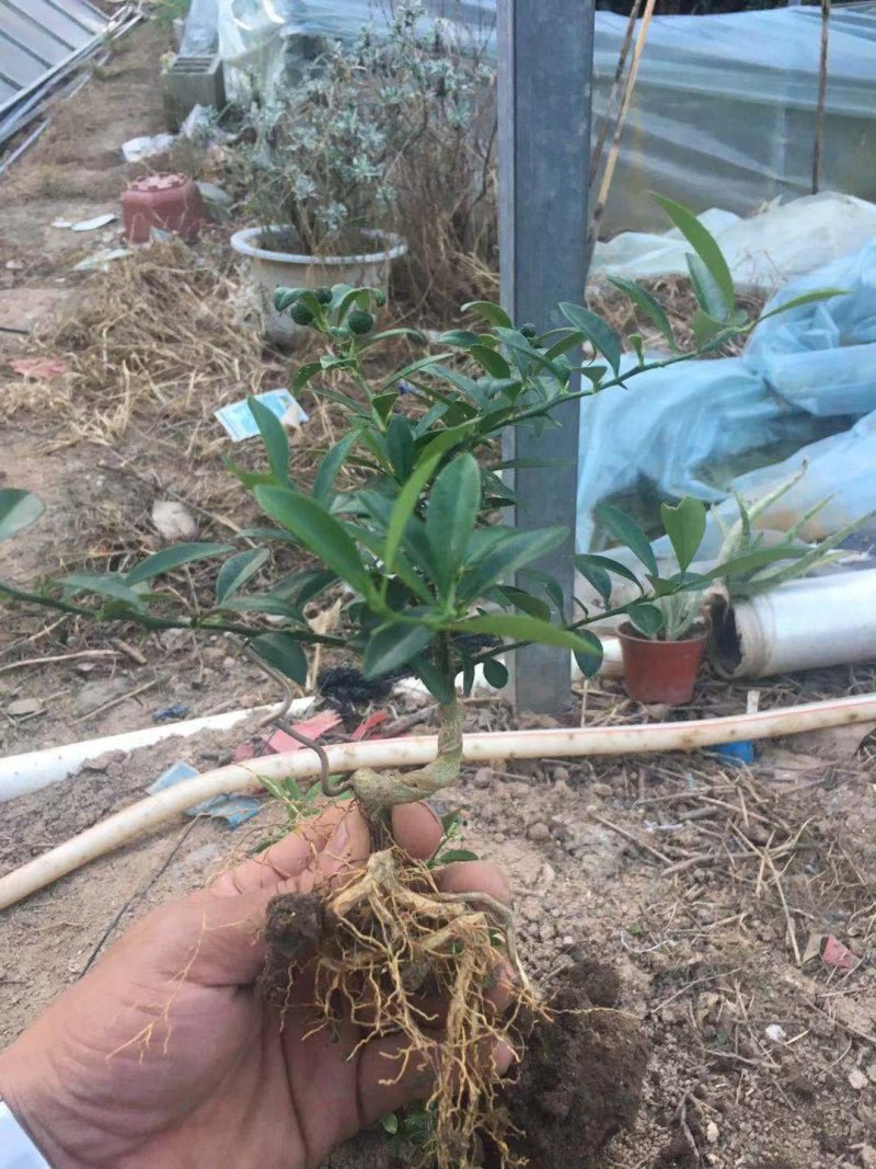 金豆熟桩一年两年三年，，，，，，，，，，，，，，，，，，