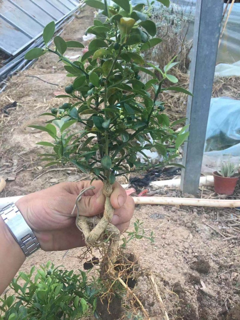 金豆熟桩一年两年三年，，，，，，，，，，，，，，，，，，