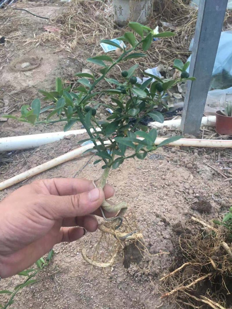 金豆熟桩一年两年三年，，，，，，，，，，，，，，，，，，
