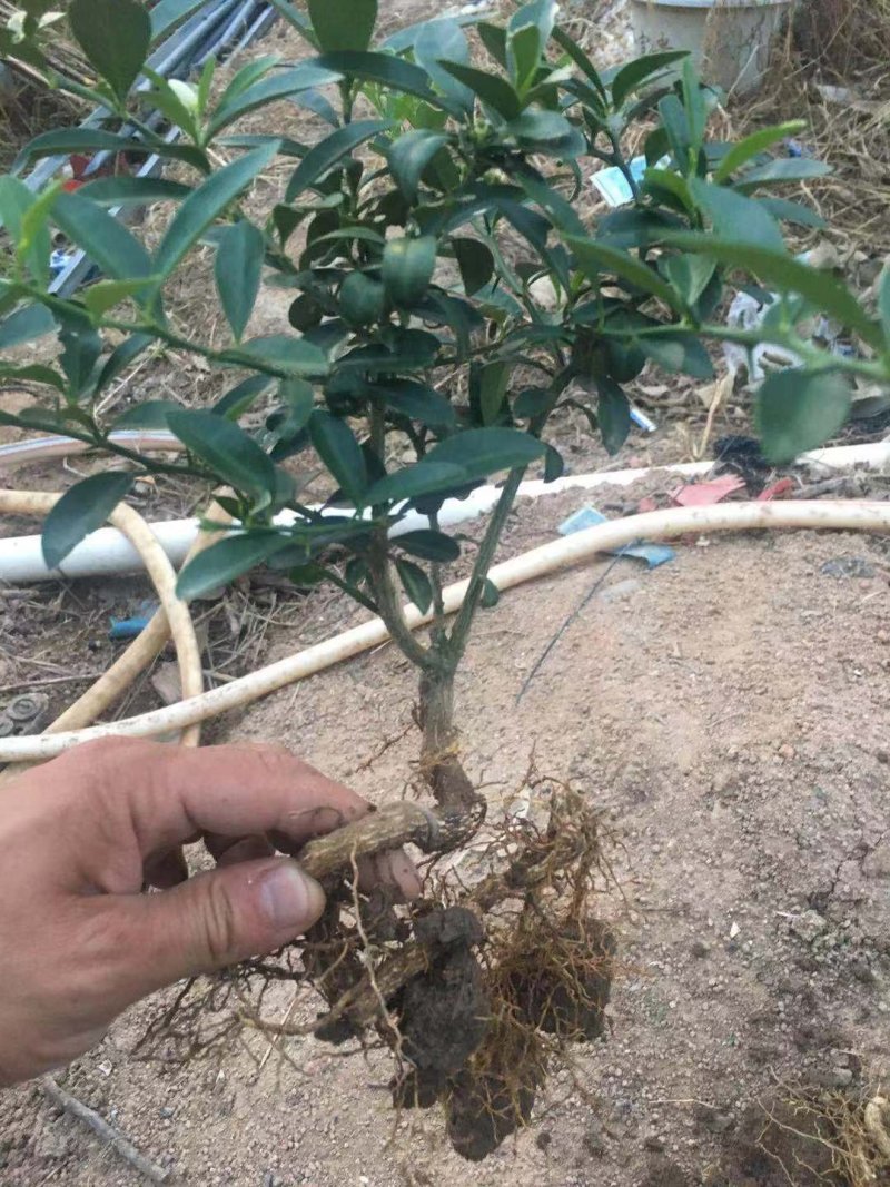 金豆熟桩一年两年三年，，，，，，，，，，，，，，，，，，