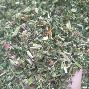 益母草，纯野生。包邮，2025新货，批发零售。