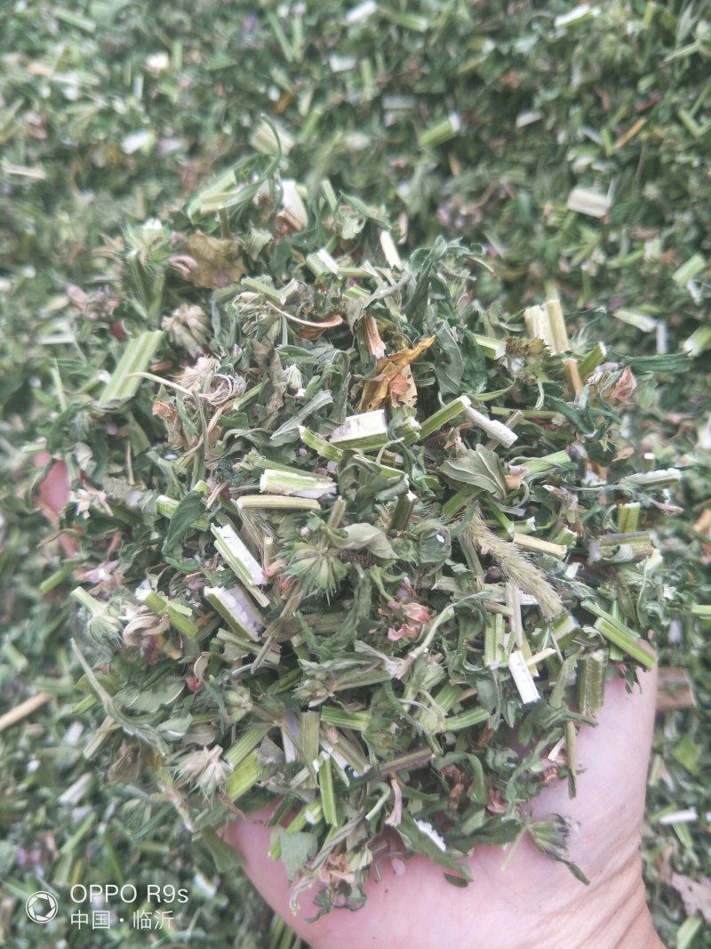 益母草，纯野生。包邮，2025新货，批发零售。