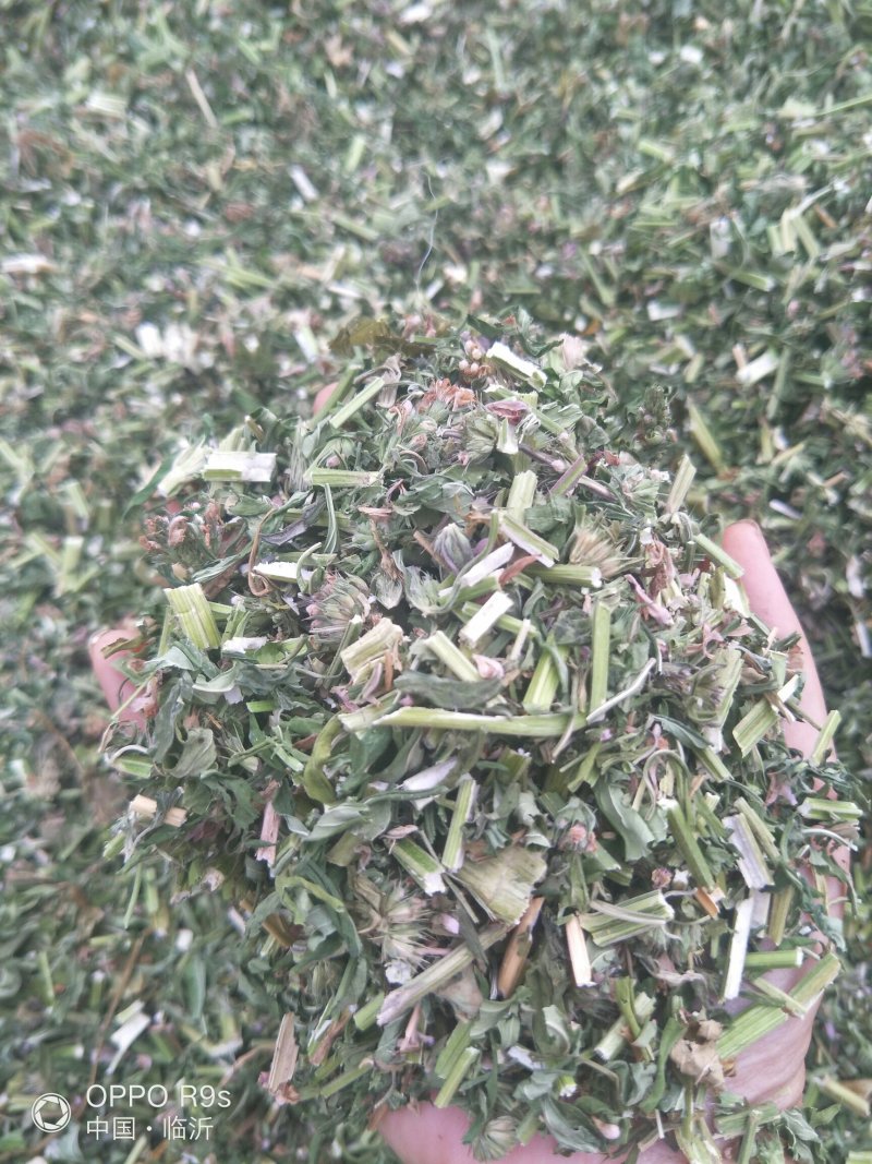 益母草，纯野生。包邮，2025新货，批发零售。