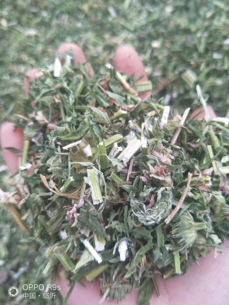 益母草，纯野生。包邮，2025新货，批发零售。