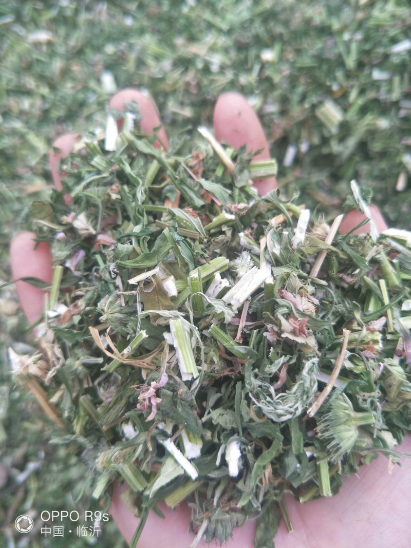 益母草，纯野生。包邮，2025新货，批发零售。