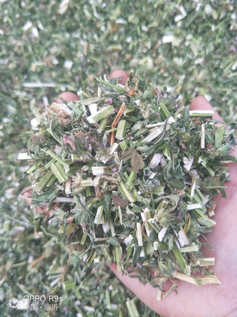 益母草，纯野生。包邮，2025新货，批发零售。