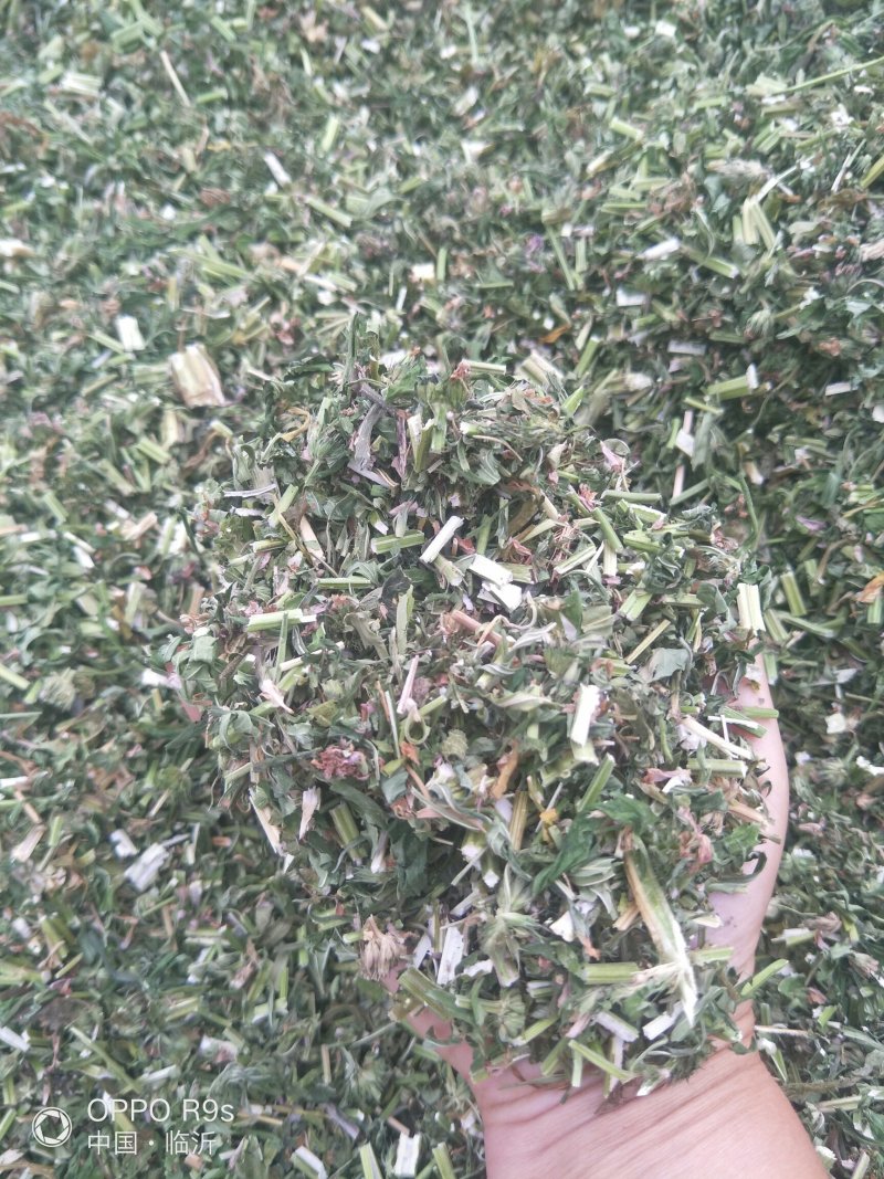 益母草，纯野生。包邮，2025新货，批发零售。