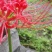 石蒜，彼岸花。盆景绿化素材，绿化带公园花台