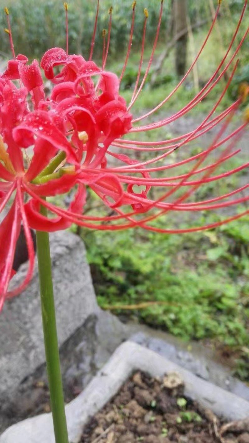 石蒜，彼岸花。盆景绿化素材，绿化带公园花台