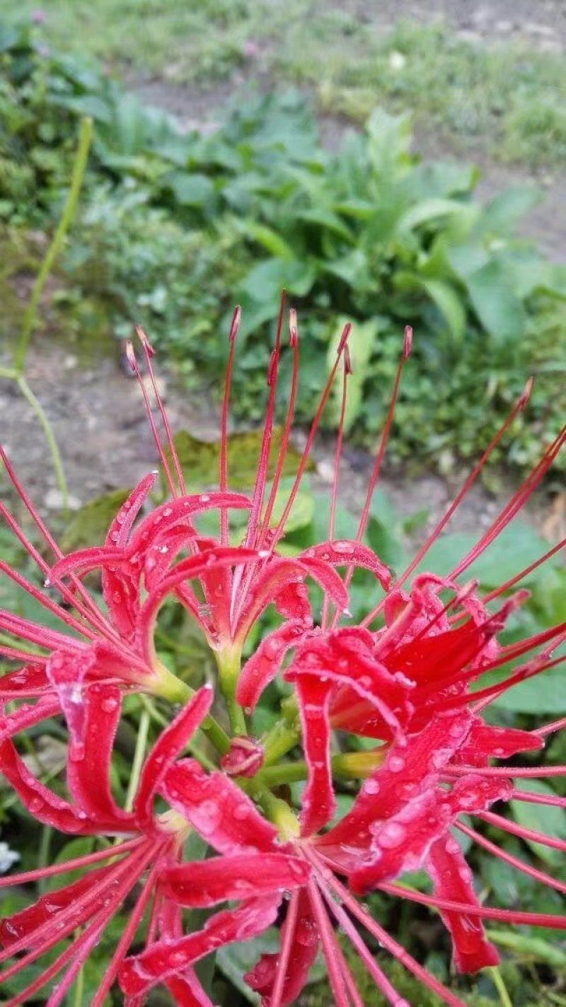 石蒜，彼岸花。盆景绿化素材，绿化带公园花台