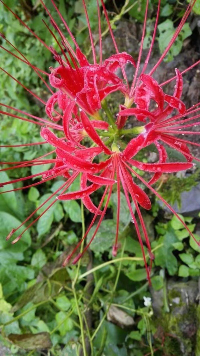石蒜，彼岸花。盆景绿化素材，绿化带公园花台