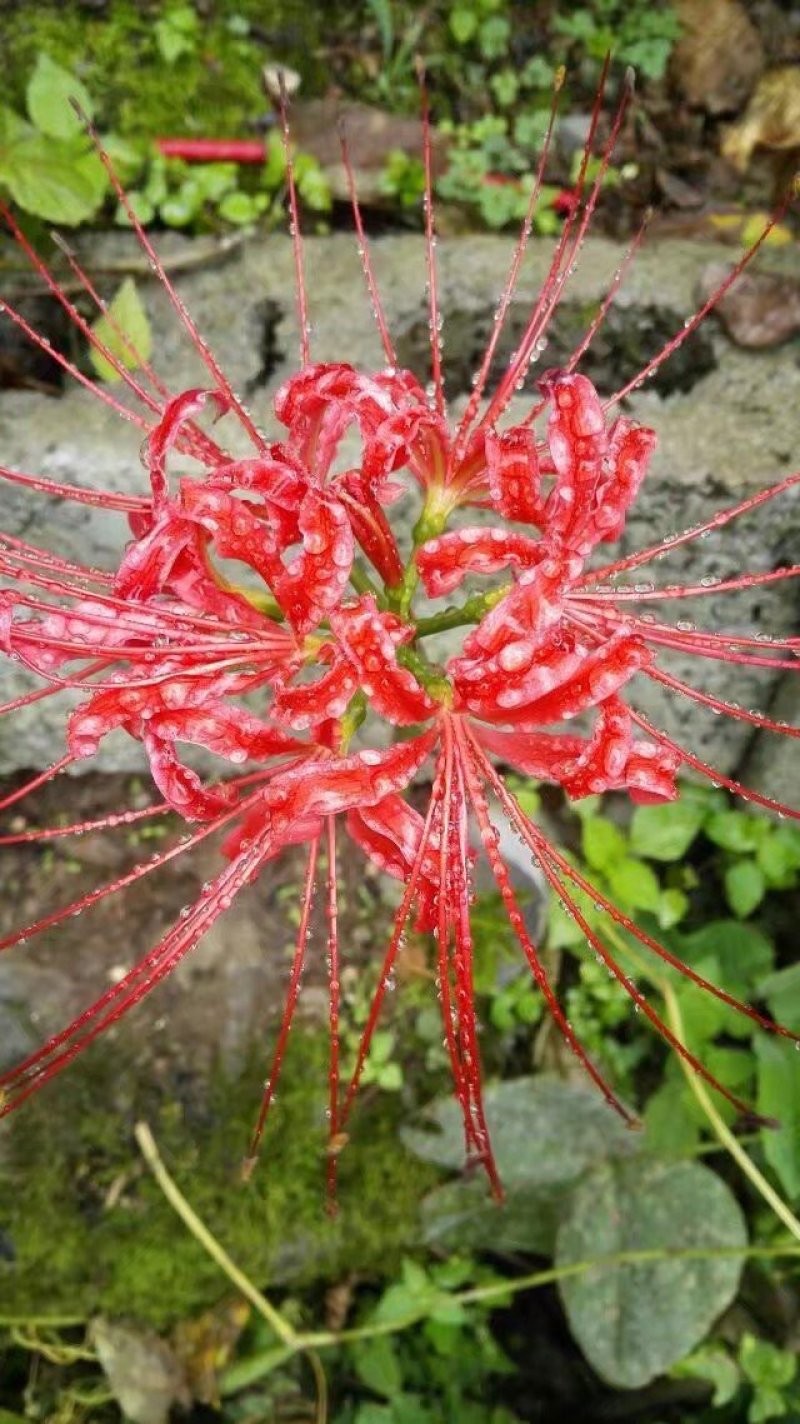 石蒜，彼岸花。盆景绿化素材，绿化带公园花台