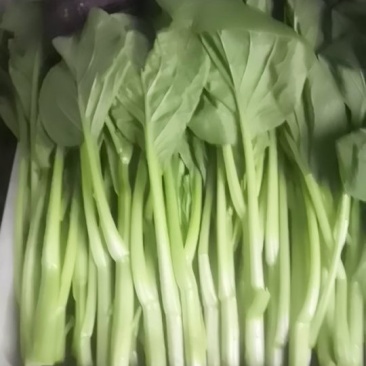 叶菜类