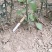 优质枳壳苗根系好无病害成活率高