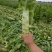 河北定州莴笋大量上市