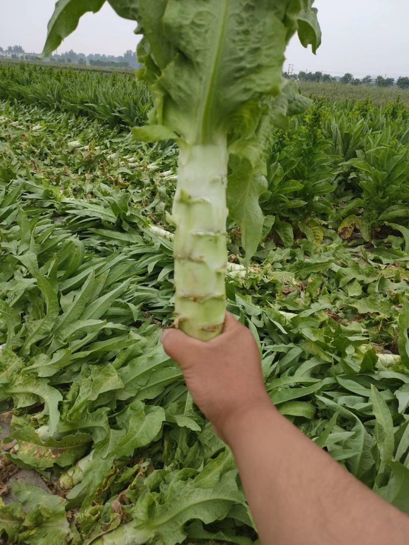 河北定州莴笋大量上市
