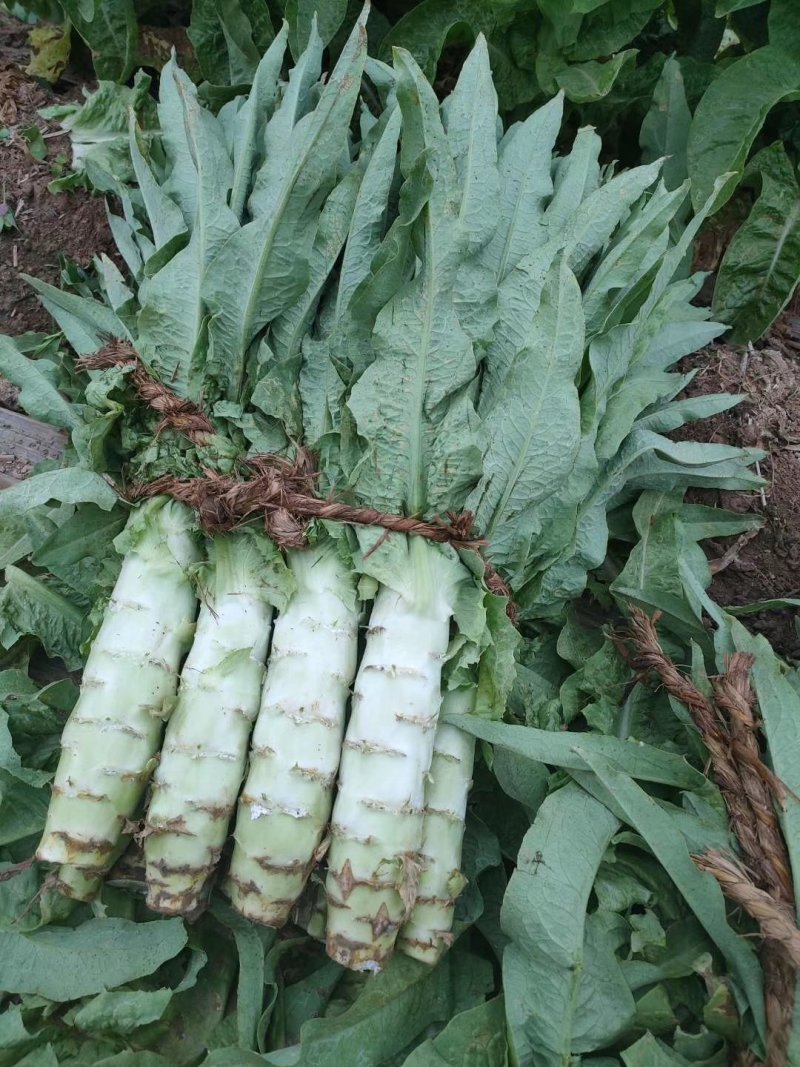 河北定州莴笋大量上市