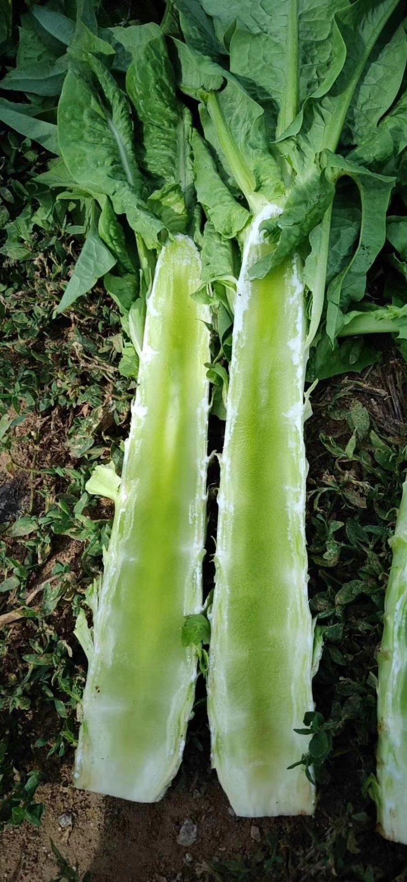 河北定州莴笋大量上市