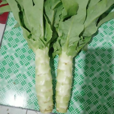 河北定州莴笋大量上市
