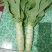 河北定州莴笋大量上市